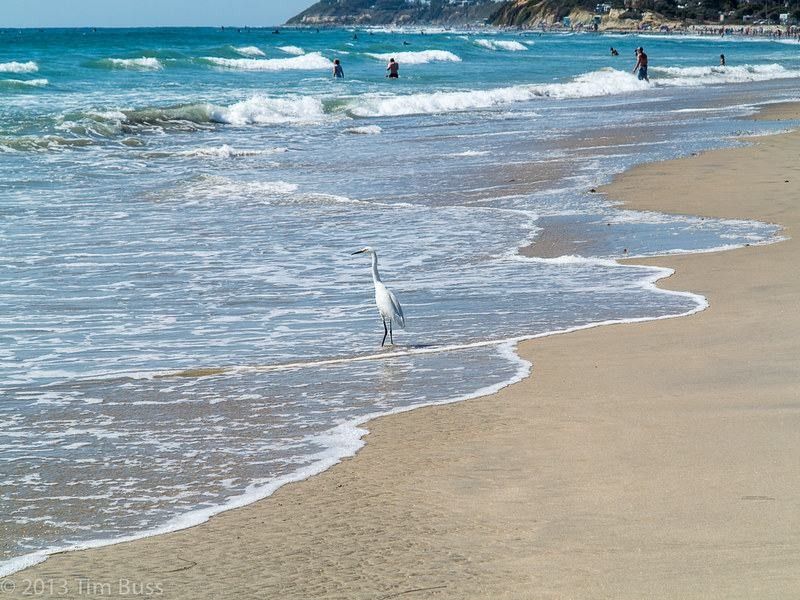 10 Mejores playas de perros en San Diego, California 9