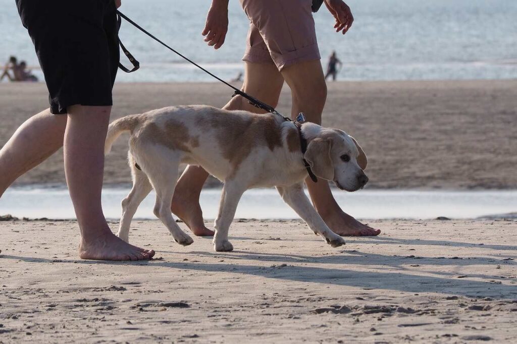 10 Mejores playas de perros en San Diego, California 11