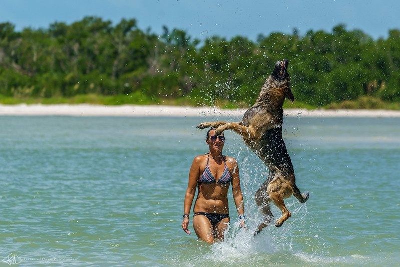 14 Mejores playas amigables para perros en Florida 5
