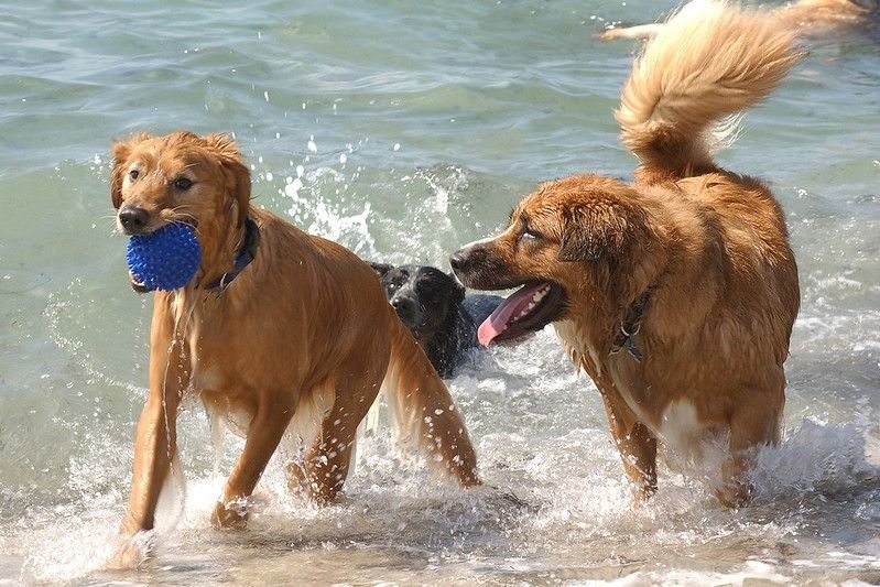 14 Mejores playas amigables para perros en Florida 6