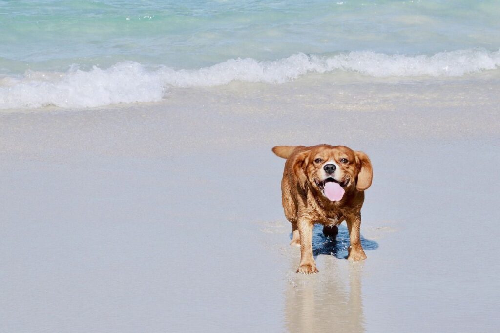14 Mejores playas amigables para perros en Florida 8