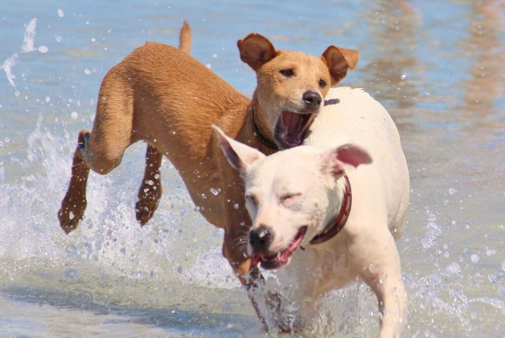 14 Mejores playas amigables para perros en Florida 12