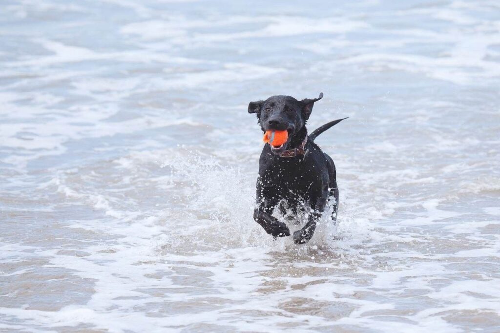 14 Mejores playas amigables para perros en Florida 13