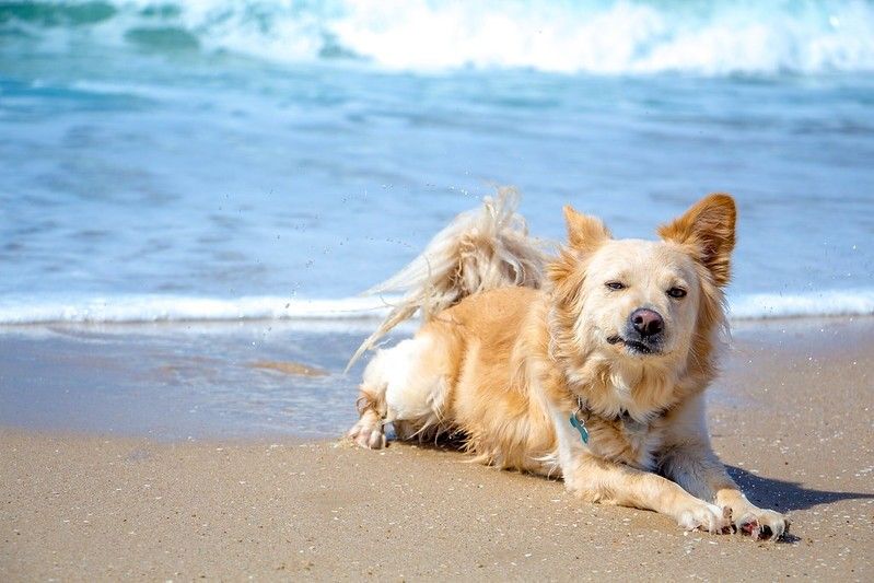 14 Mejores playas amigables para perros en Florida 12