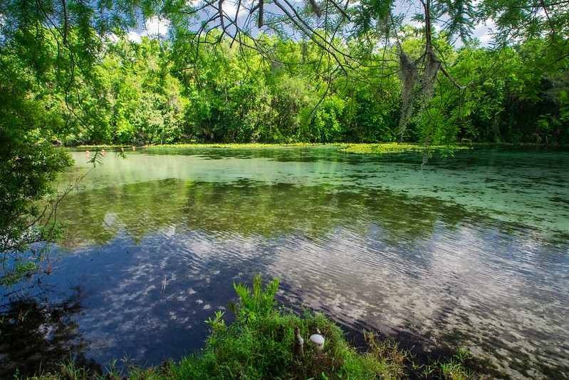 10 Manantiales naturales más bonitos cerca de Tampa que debe visitar 10