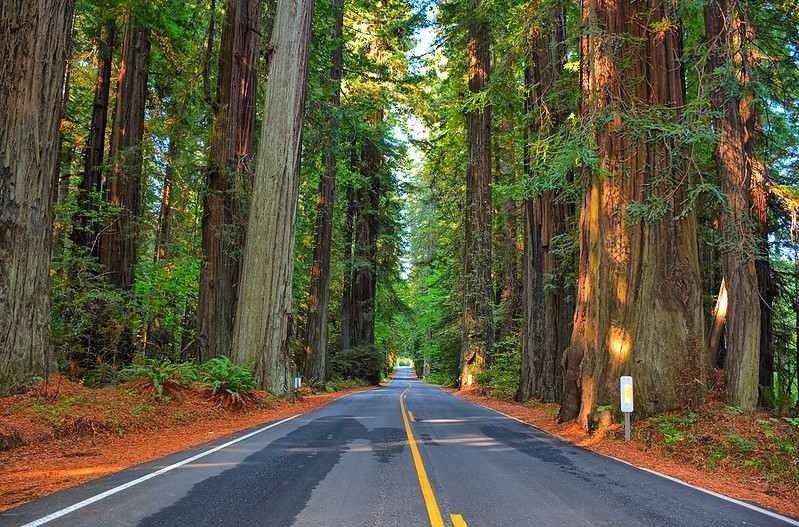 Viaje por carretera de Portland a San Francisco: La Guia Definitiva 11