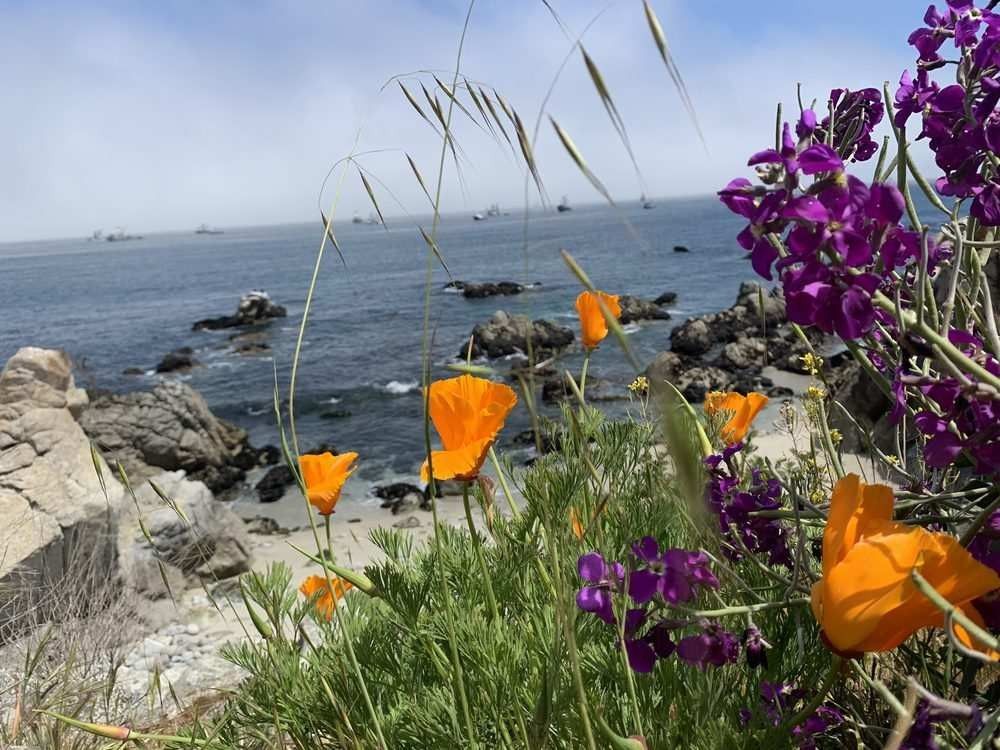 11 cosas Mejores y más divertidas para hacer en Monterey, CA 8