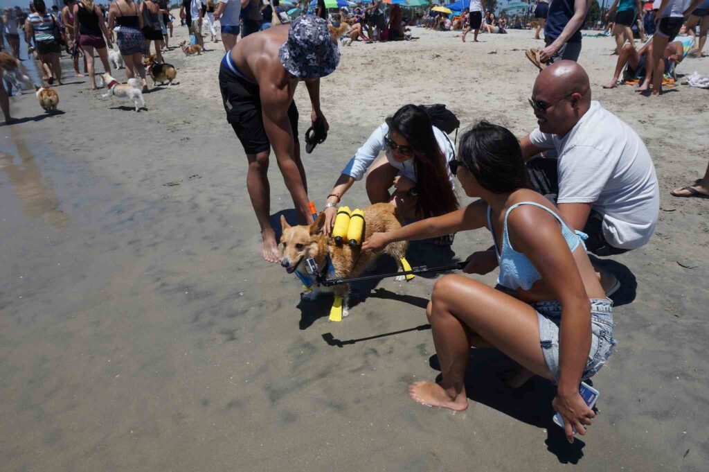 10 Mejores playas amigables para perros en California 4