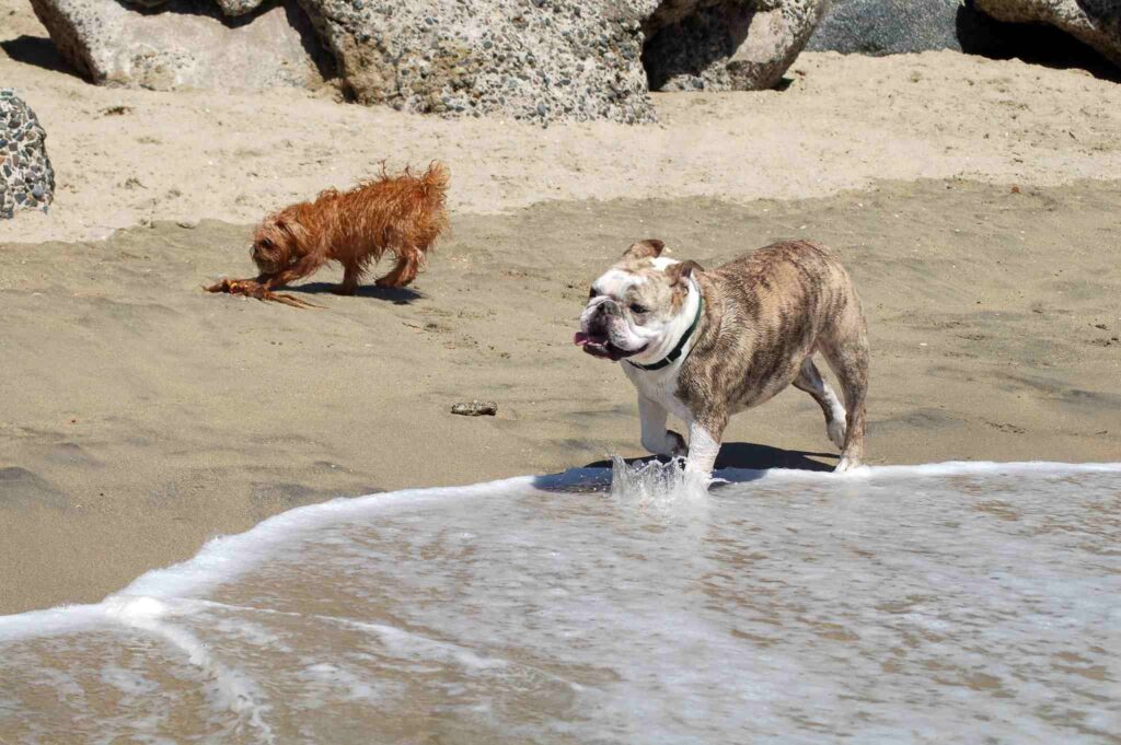 Huntington Dog Beach in Southern California