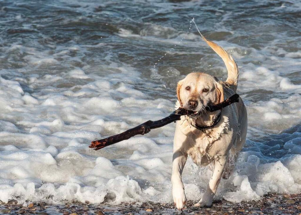 10 Mejores playas amigables para perros en California 5