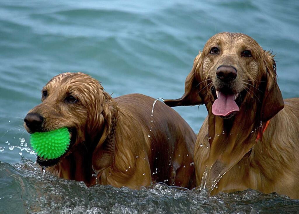 10 Mejores playas amigables para perros en California 9