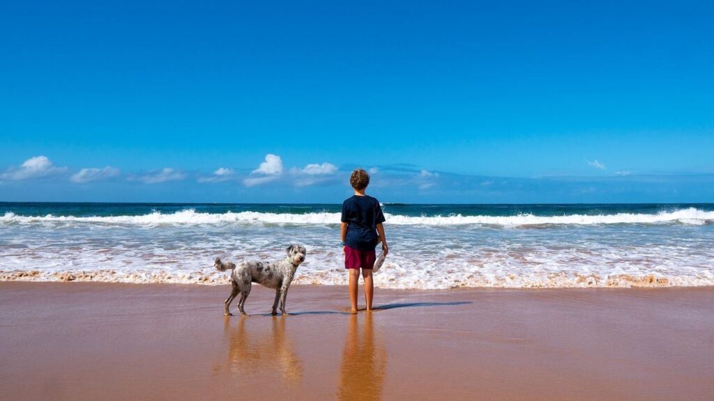 10 Mejores playas amigables para perros en California 11