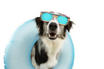 14 Mejores playas amigables para perros en Florida