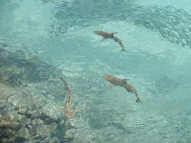 Nadar con tiburones en Bora Bora: Todo lo que necesitas saber 3