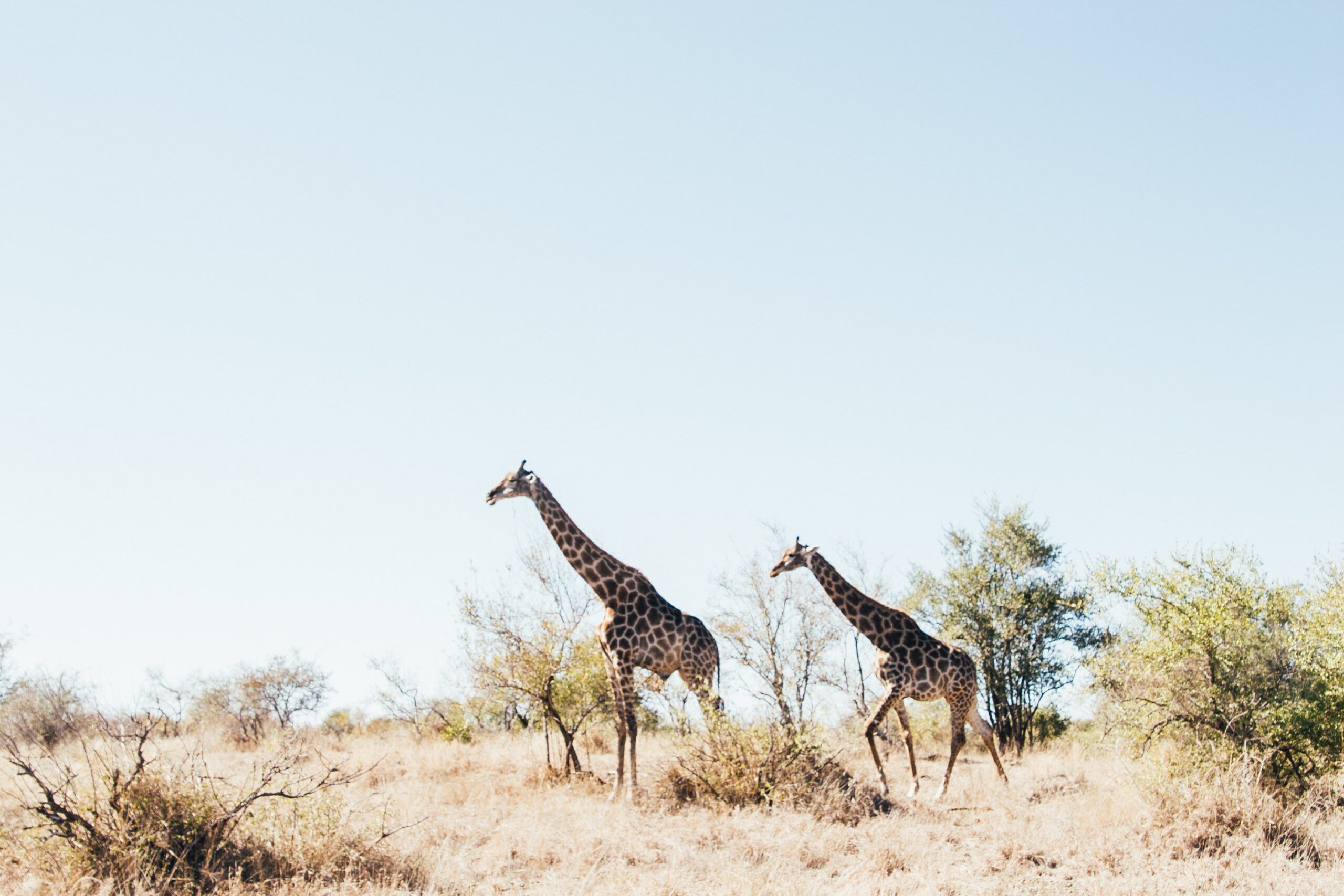 ¿Kenia o Sudáfrica para una aventura de Safari? 18