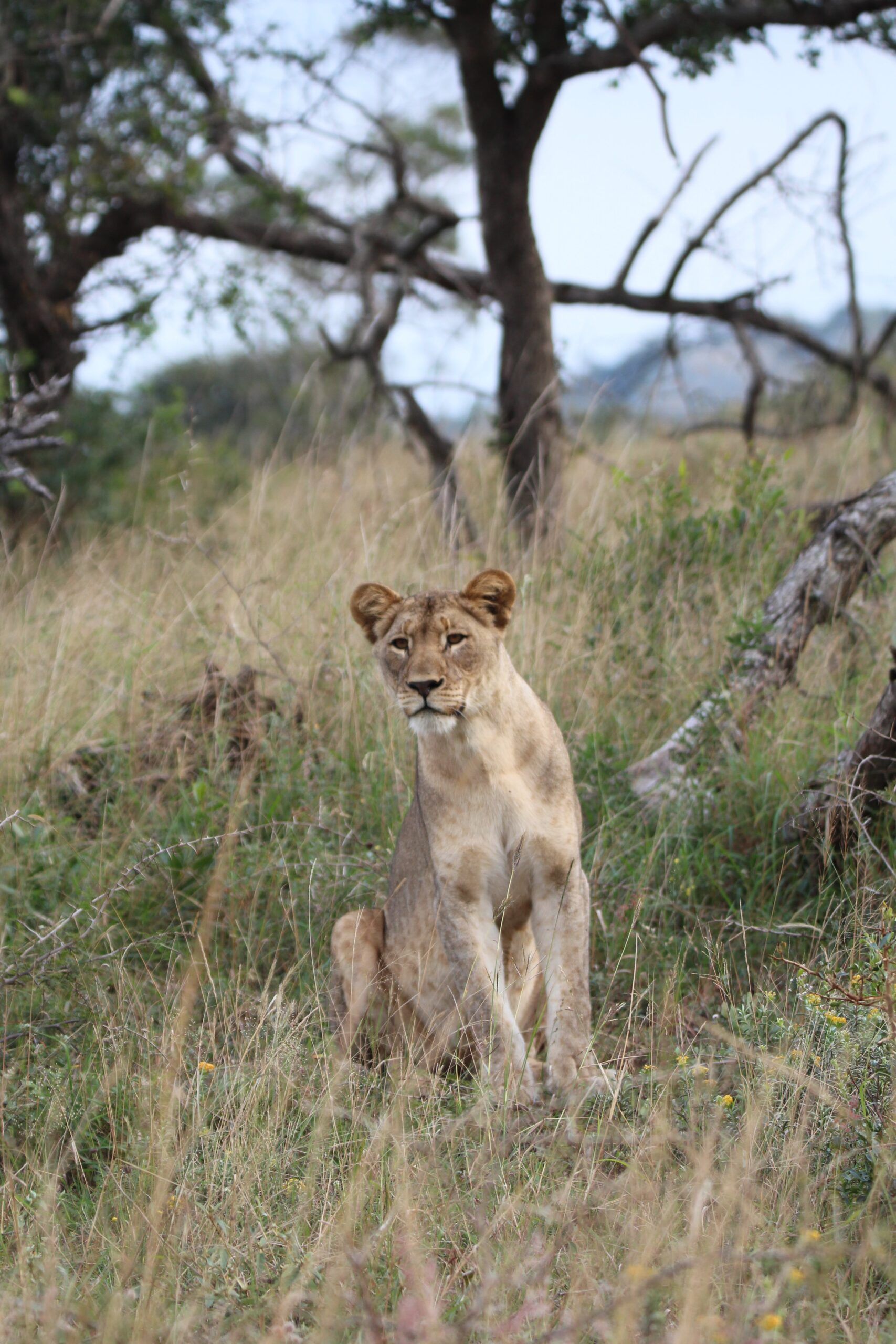 ¿Kenia o Sudáfrica para una aventura de Safari? 17