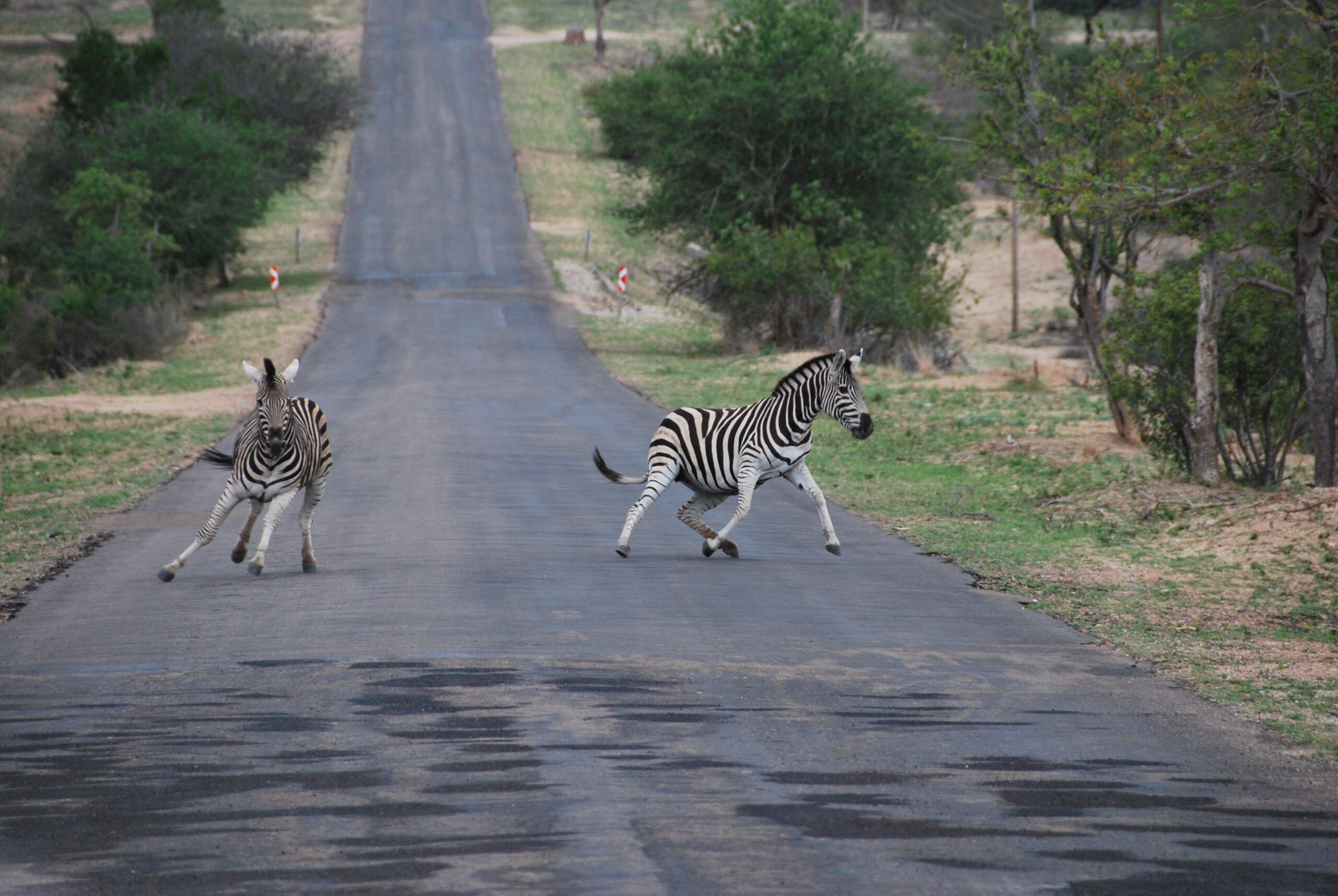 ¿Kenia o Sudáfrica para una aventura de Safari? 16