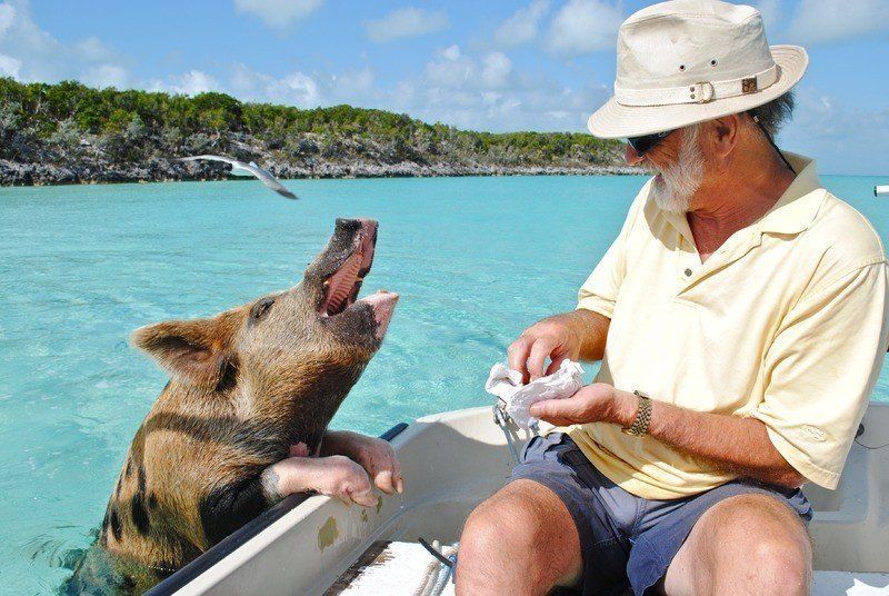 Nadando con cerdos en las Bahamas Todo lo que necesitas saber 8