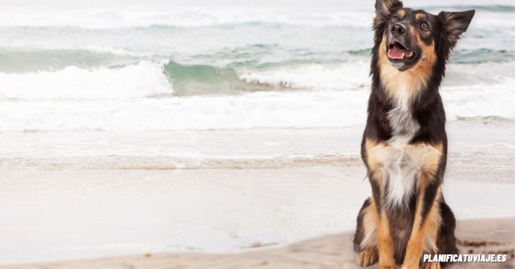 Playas amigables para perros en California