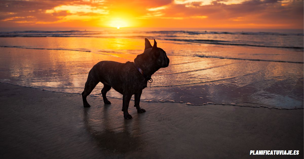 San Diego, California playa de perros