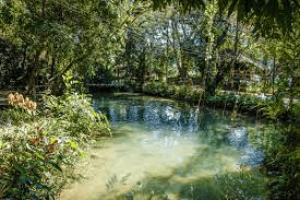 10 Manantiales naturales más bonitos cerca de Tampa que debe visitar 3