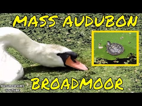 Mass Audubon's Broadmoor Wildlife Sanctuary de Natick | Horario, Mapa y entradas