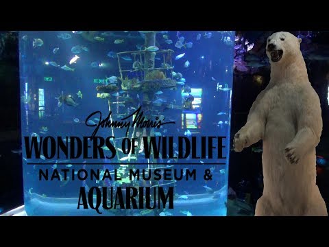 Wonders Of Wildlife National Museum & Aquarium de Springfield | Horario, Mapa y entradas