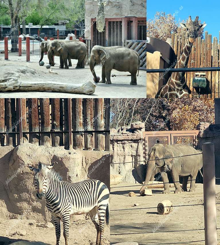 Abq Biopark Zoo de Albuquerque | Horario, Mapa y entradas 5