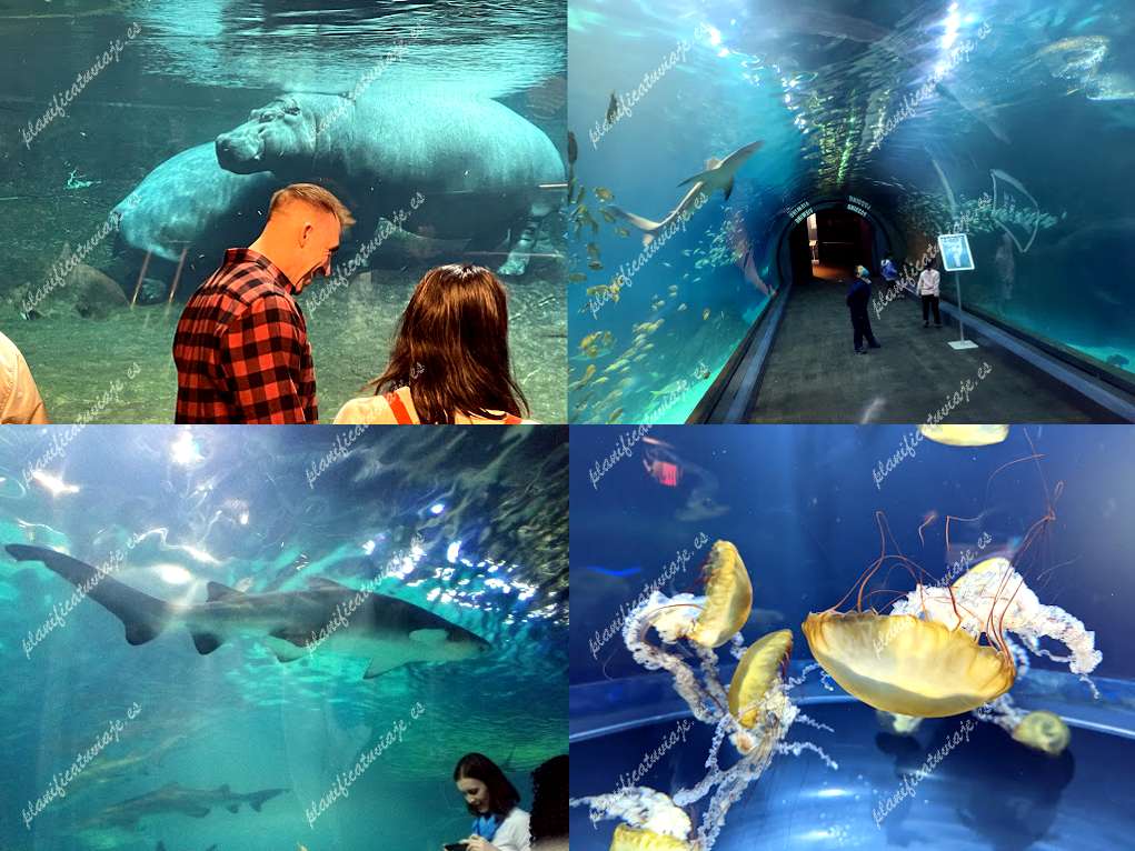 Adventure Aquarium de Camden | Horario, Mapa y entradas