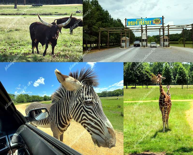 Alabama Safari Park de Hope Hull | Horario, Mapa y entradas
