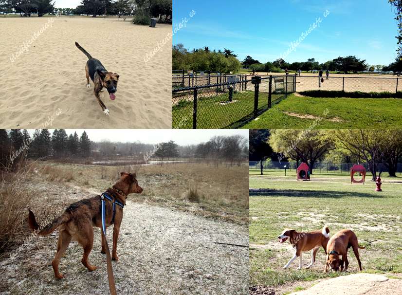 Alama Dog Park de Alameda | Horario, Mapa y entradas