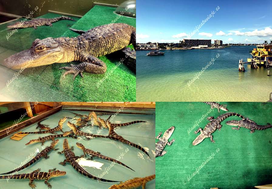 Alligator & Wildlife Discovery Center de Madeira Beach | Horario, Mapa y entradas