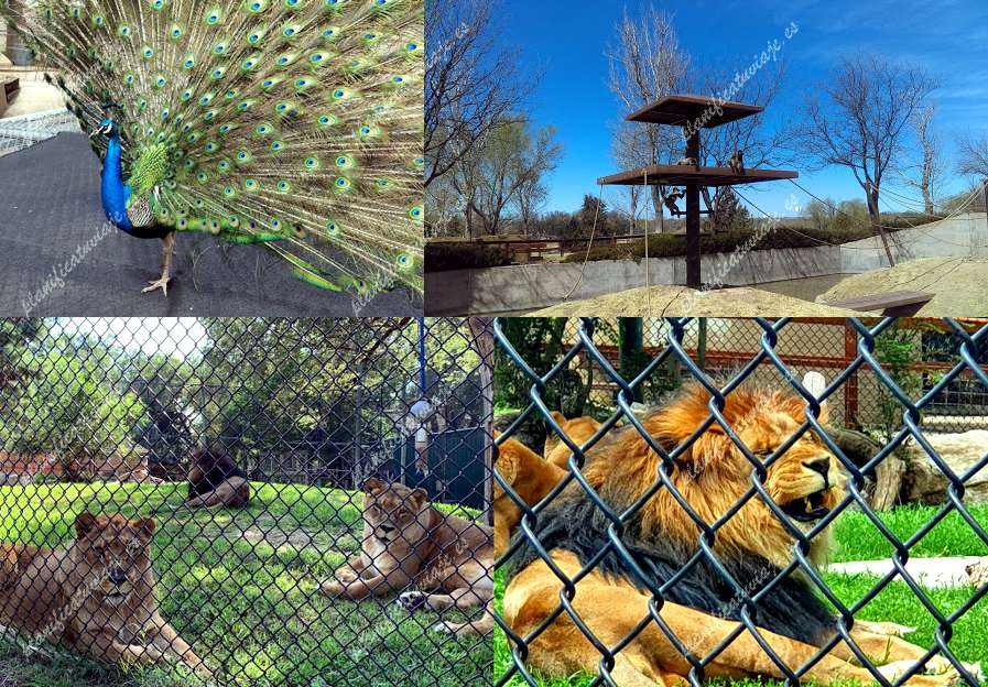 Amarillo Zoo de Amarillo | Horario, Mapa y entradas