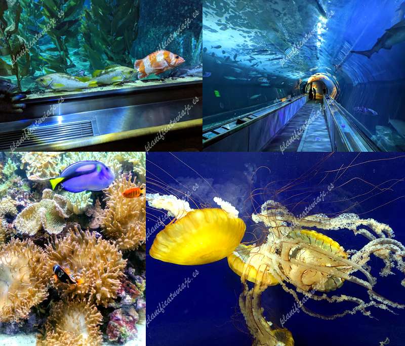 Aquarium of the Bay de San Francisco | Horario, Mapa y entradas