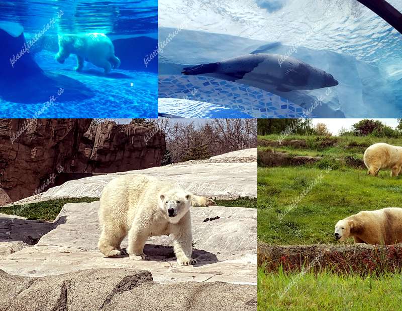 Arctic Ring of Life - Polar Bear & Sea Otter