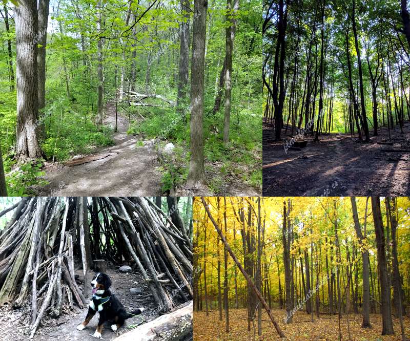 Bird Hills Nature Area de Ann Arbor | Horario, Mapa y entradas