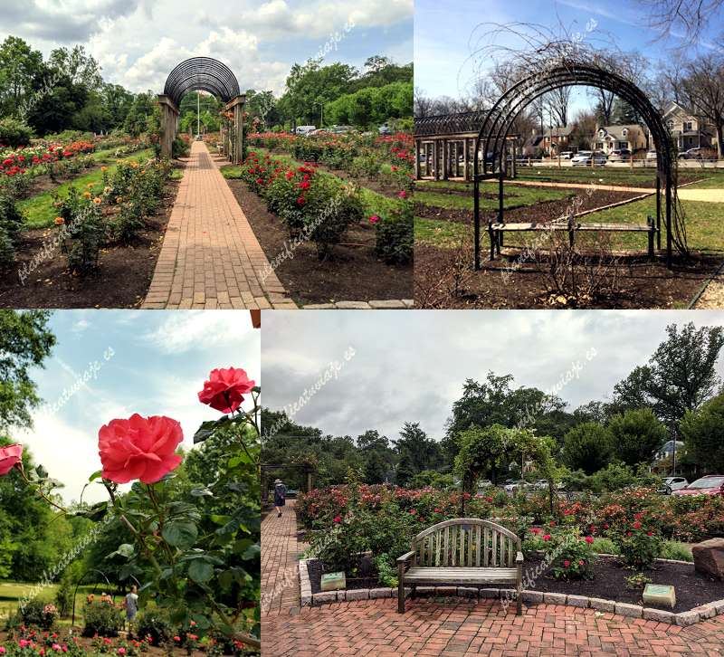Bon Air Park Rose Garden de Arlington | Horario, Mapa y entradas