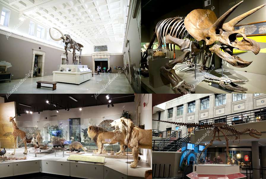 Buffalo Museum of Science de Buffalo | Horario, Mapa y entradas