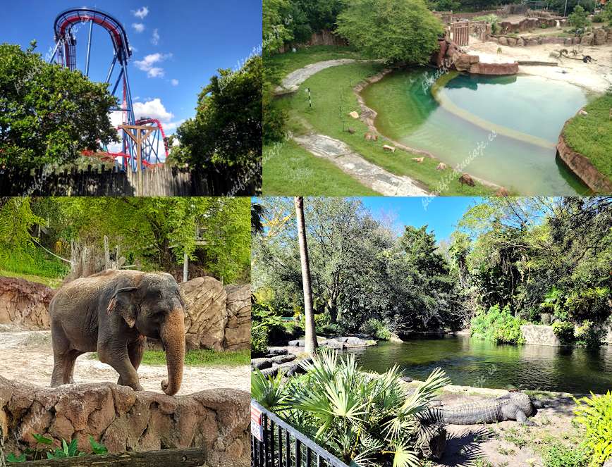 Busch Gardens Tampa Bay de Tampa | Horario, Mapa y entradas