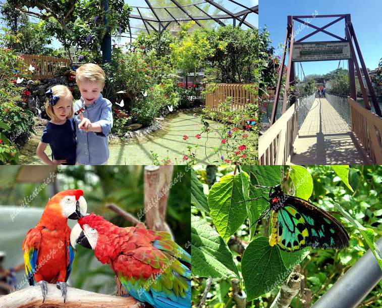 Butterfly World de Coconut Creek | Horario, Mapa y entradas