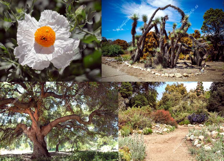 California Botanic Garden de Claremont | Horario, Mapa y entradas