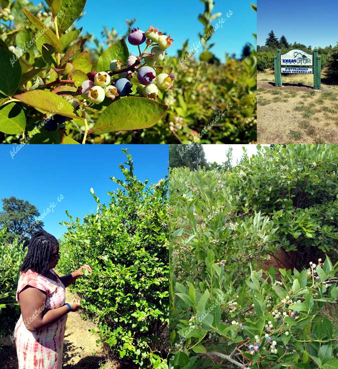 Charlotte's Blueberry Park de Tacoma | Horario, Mapa y entradas