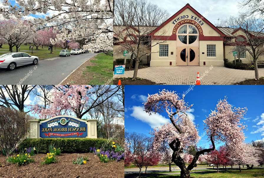Cherry Blossom Welcome Center de Newark | Horario, Mapa y entradas