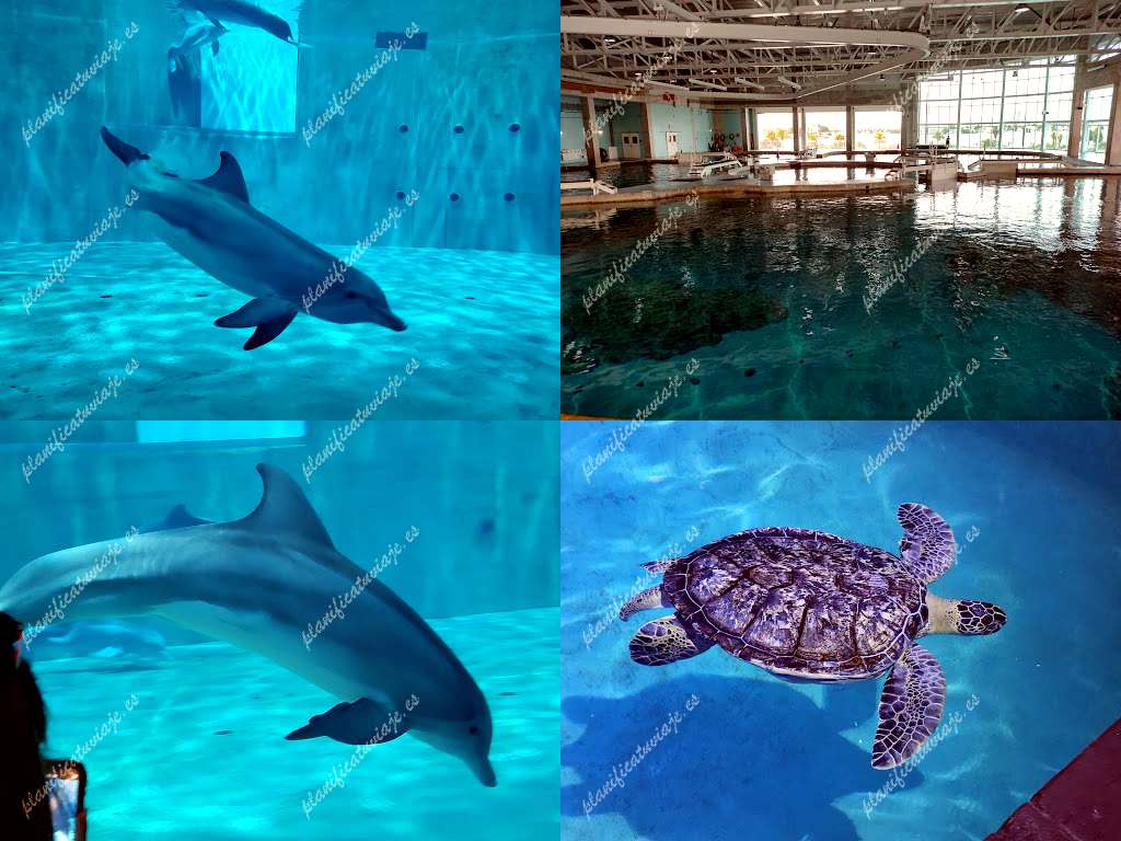 Clearwater Marine Aquarium de Clearwater | Horario, Mapa y entradas
