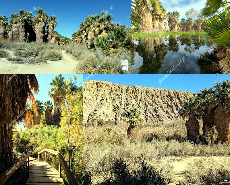 Coachella Valley Preserve - Thousand Palms Oasis Preserve de Thousand Palms | Horario, Mapa y entradas
