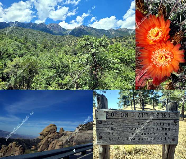Coronuy National Forest de Tucson | Horario, Mapa y entradas