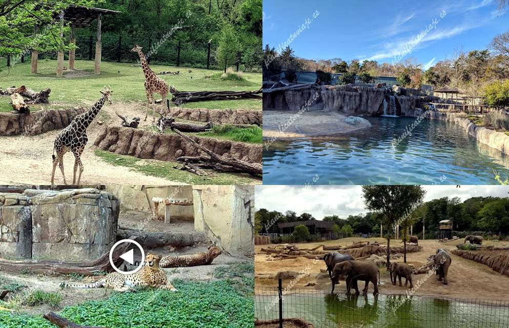 Dallas Zoo de Dallas | Horario, Mapa y entradas