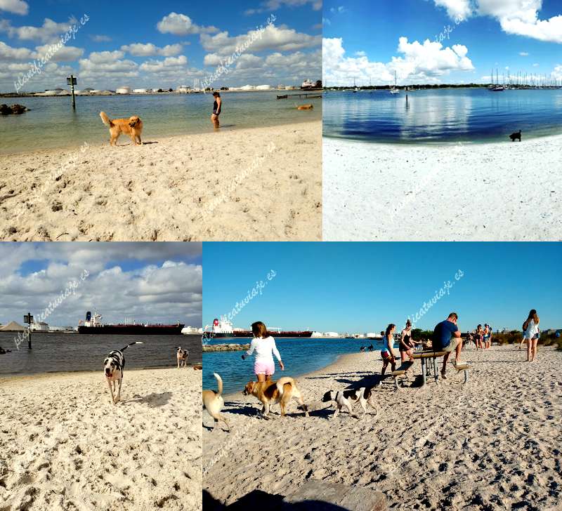 Davis Island Dog Beach de Tampa | Horario, Mapa y entradas