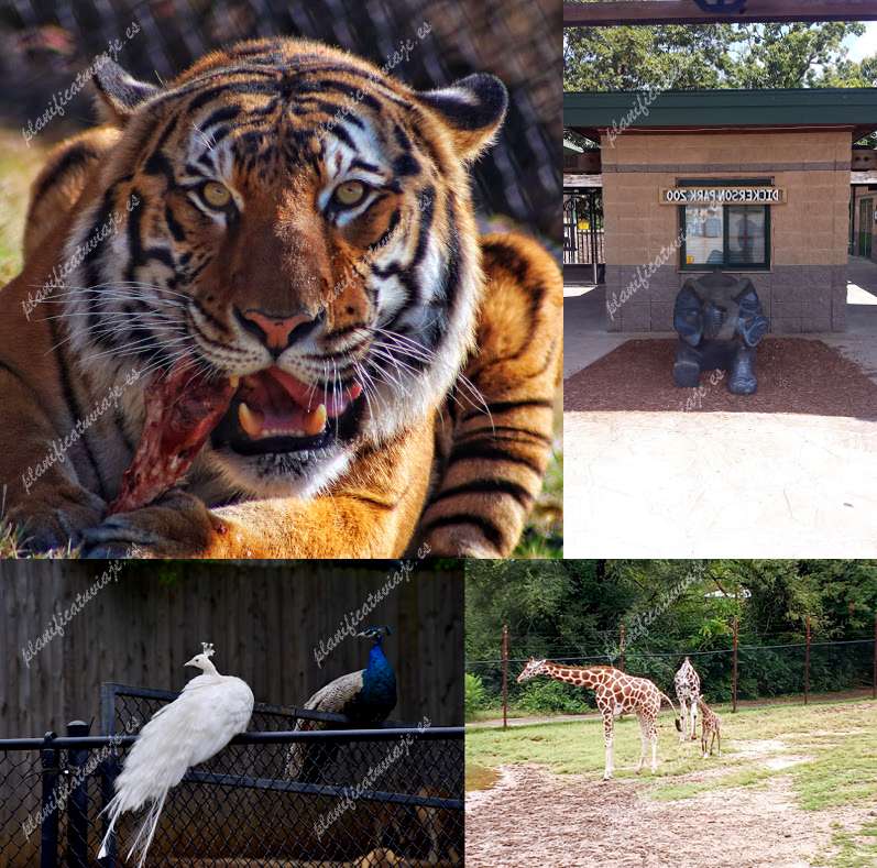 Dickerson Park Zoo de Springfield | Horario, Mapa y entradas