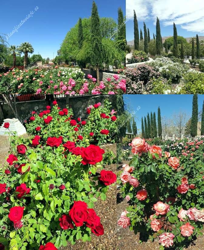 The Municipal Passage Rose Garden de El Paso | Horario, Mapa y entradas